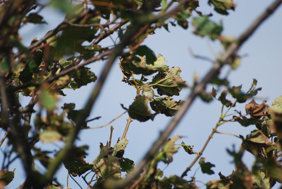 Yellow-browed Warbler - Ryan Irvine