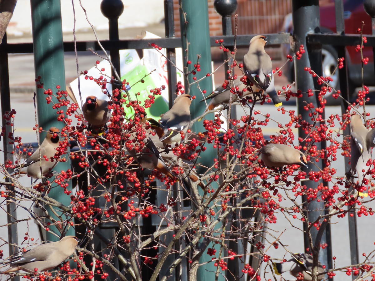 Bohemian Waxwing - David Williams