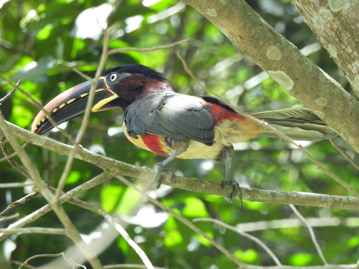 Chestnut-eared Aracari - Charles Trent