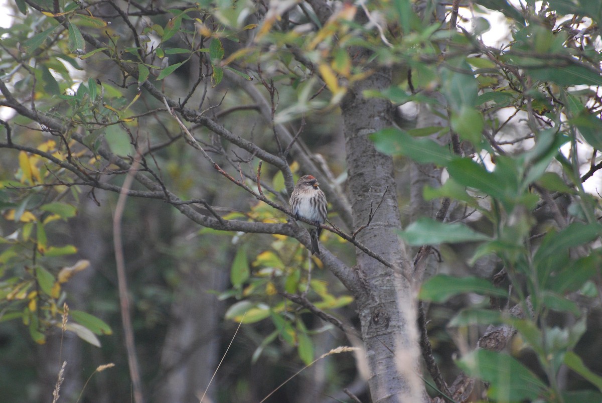 Common Redpoll - Ryan Irvine