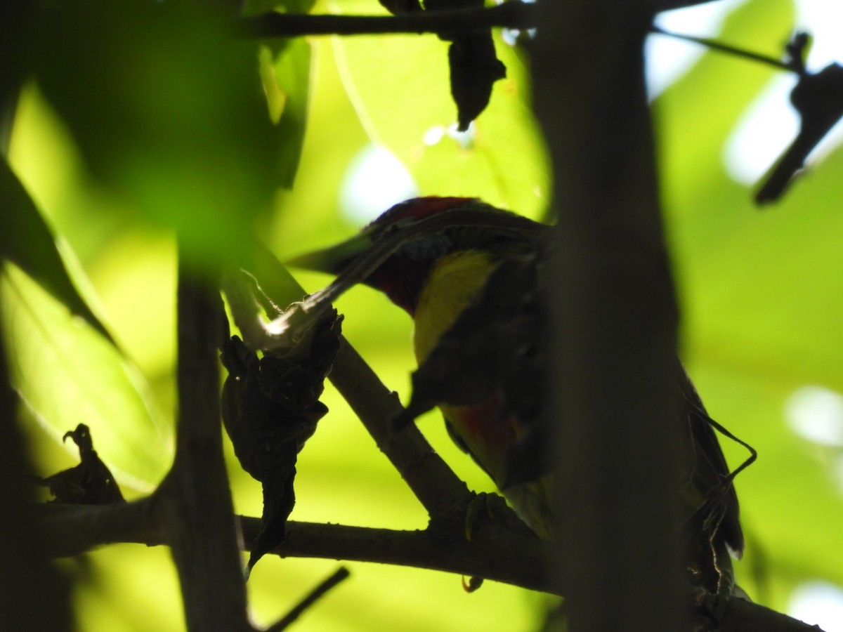 Versicolored Barbet - Charles Trent