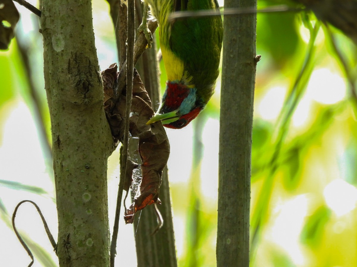 Versicolored Barbet - ML617101763