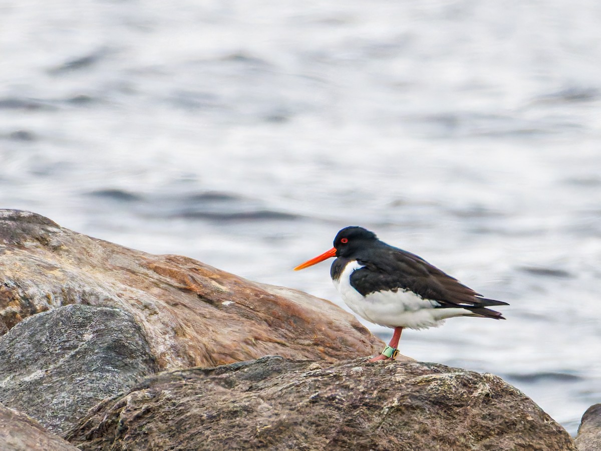 Eurasian Oystercatcher - ML617101774