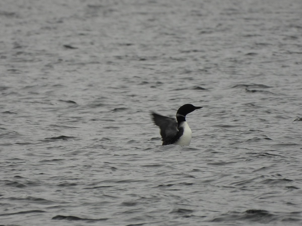 Common Loon - ML617101792