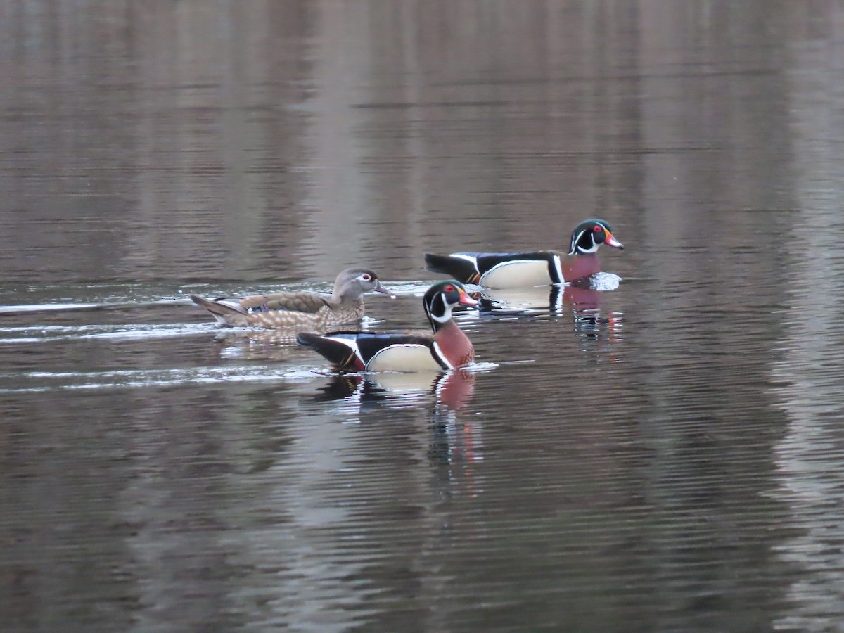 Canard branchu - ML617101801