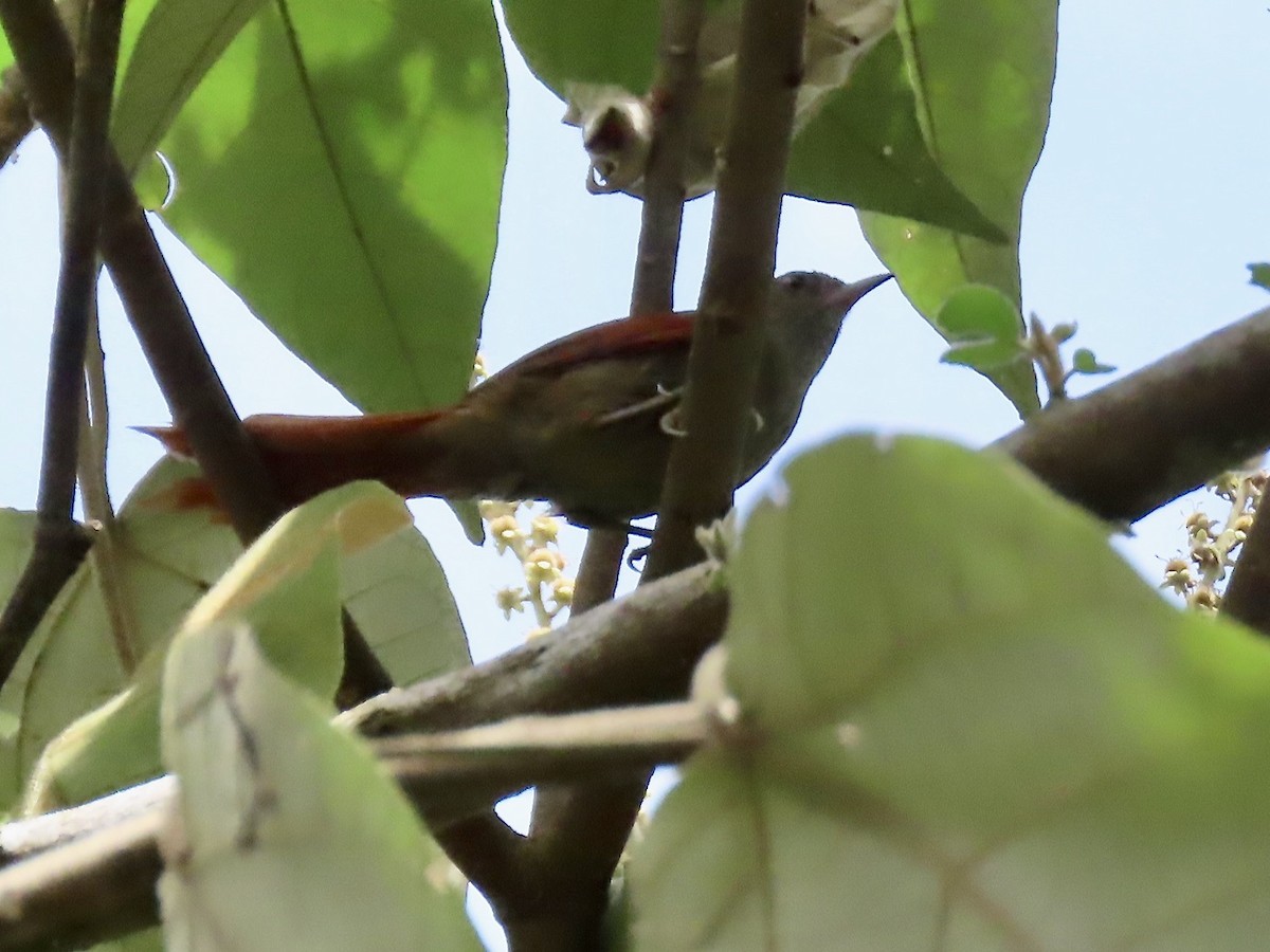 Ash-browed Spinetail - ML617101803