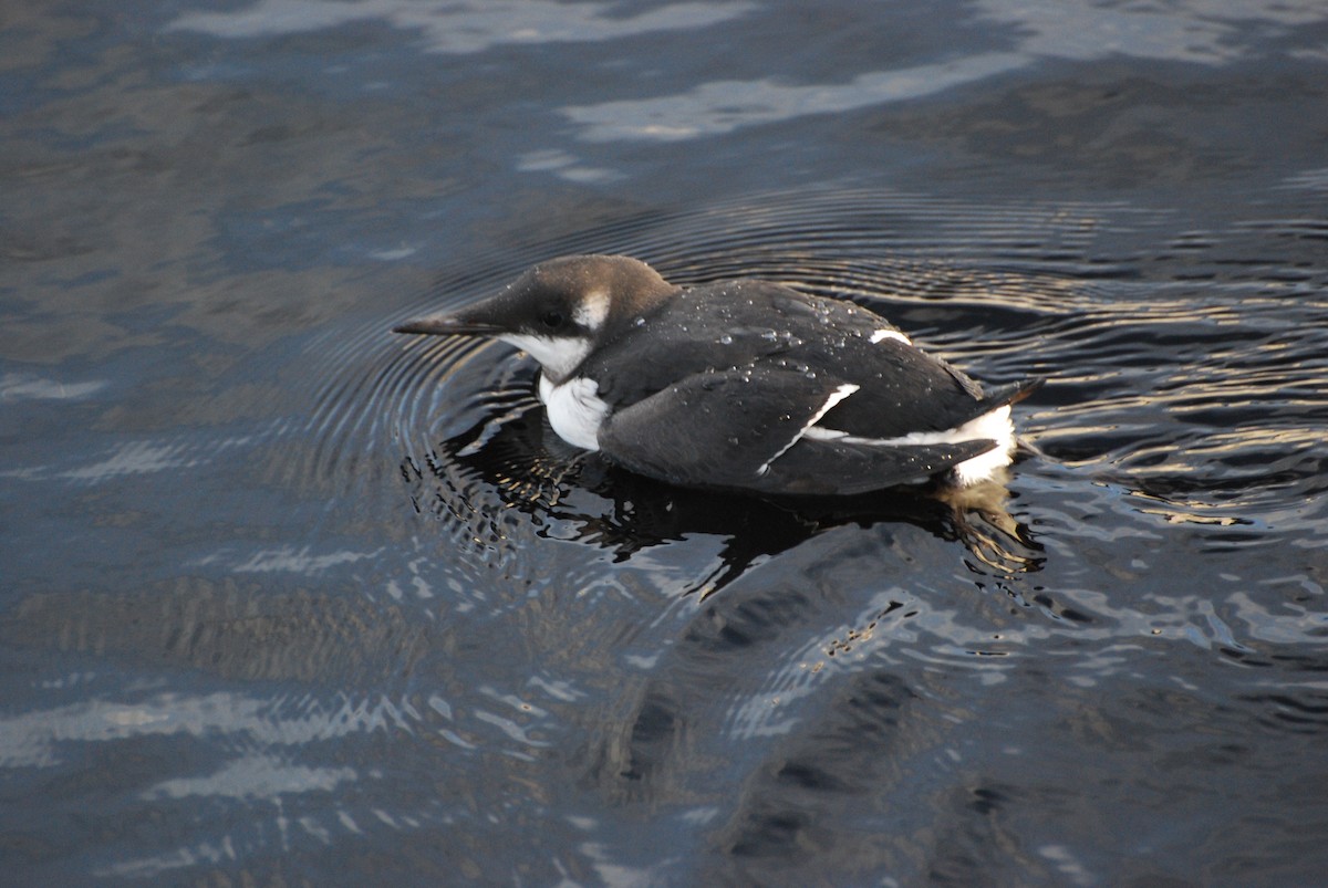 Common Murre - Ryan Irvine