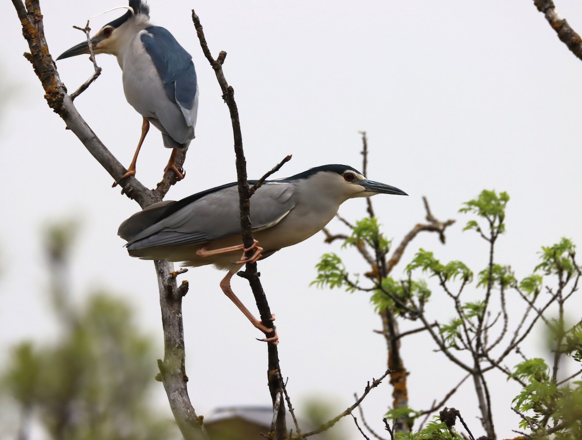 Black-crowned Night Heron - Daniel Barcelo