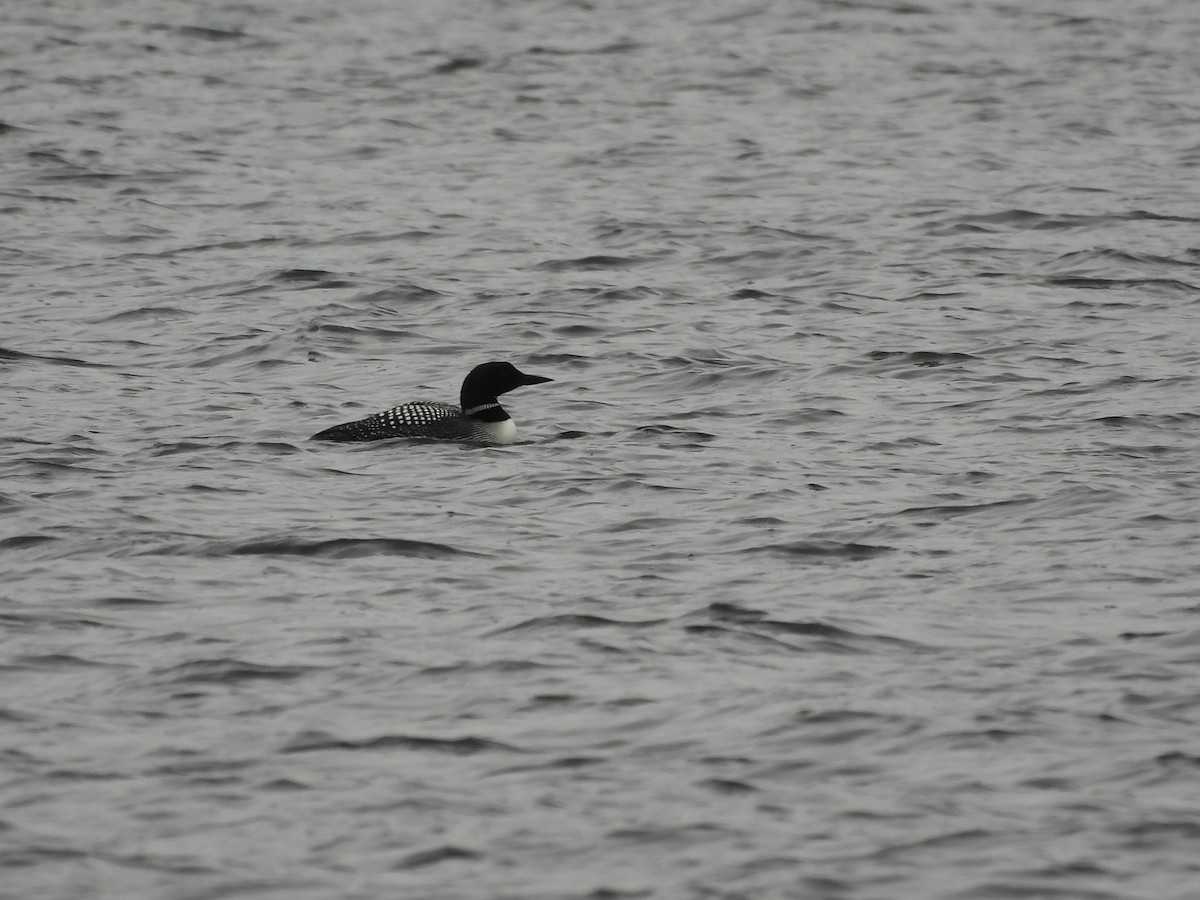 Common Loon - ML617101825