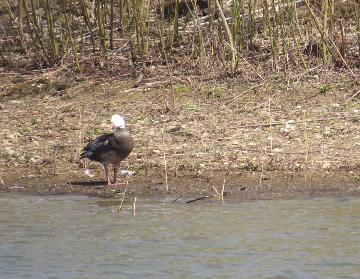 Snow Goose - Bill Rowe