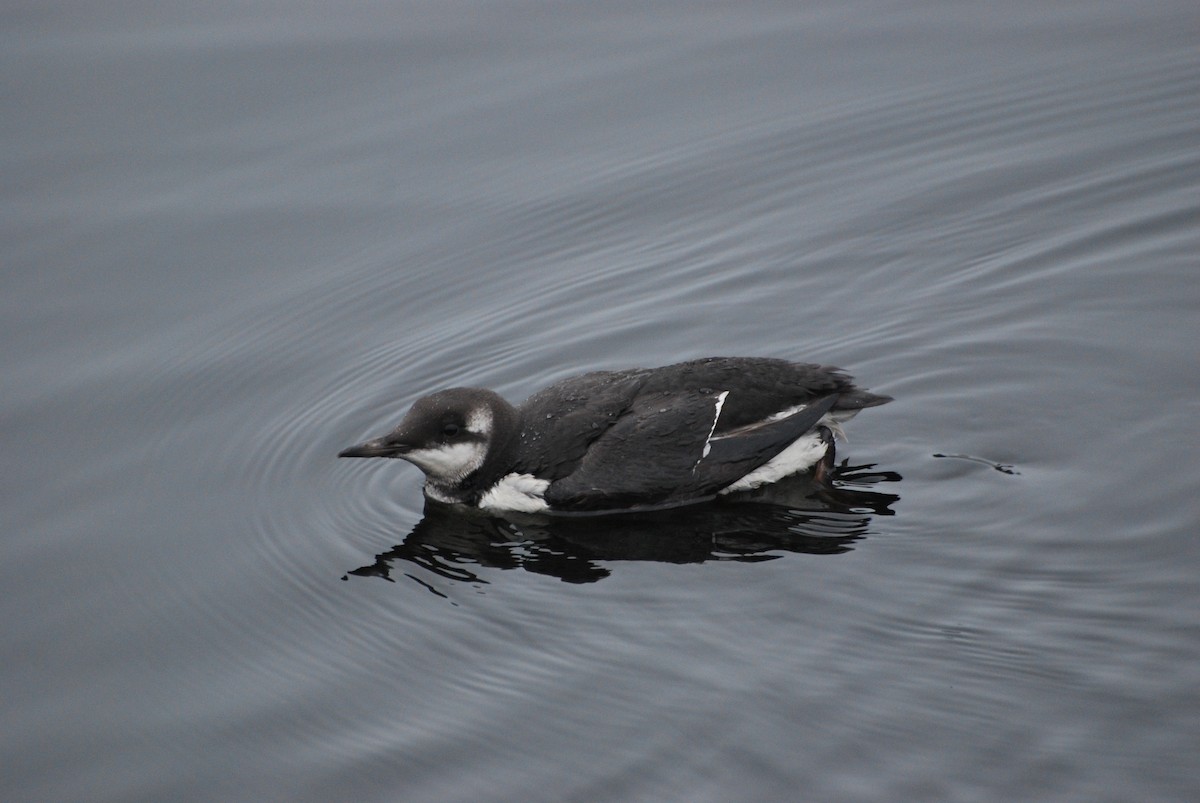 Common Murre - Ryan Irvine