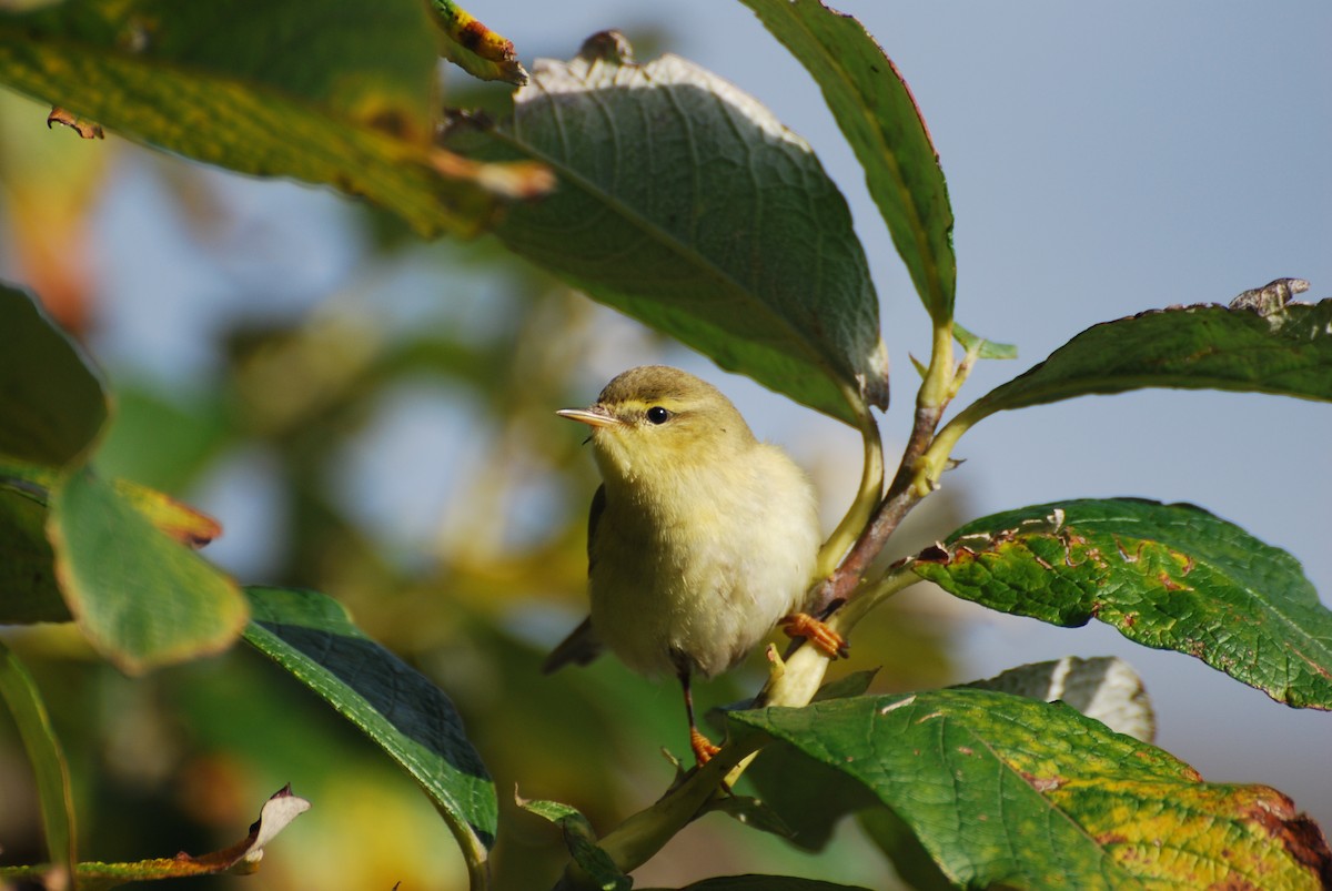 Willow Warbler - Ryan Irvine