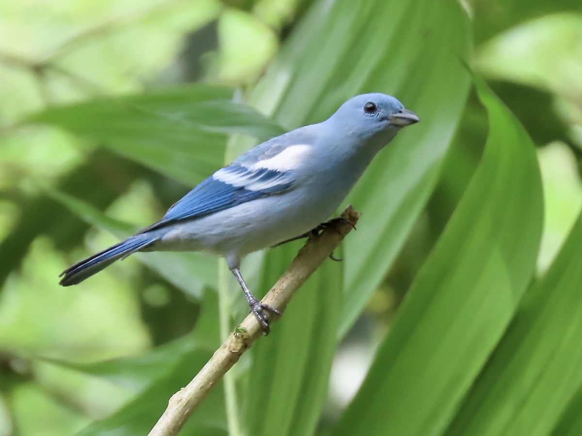 Blue-gray Tanager (White-edged) - Marjorie Watson