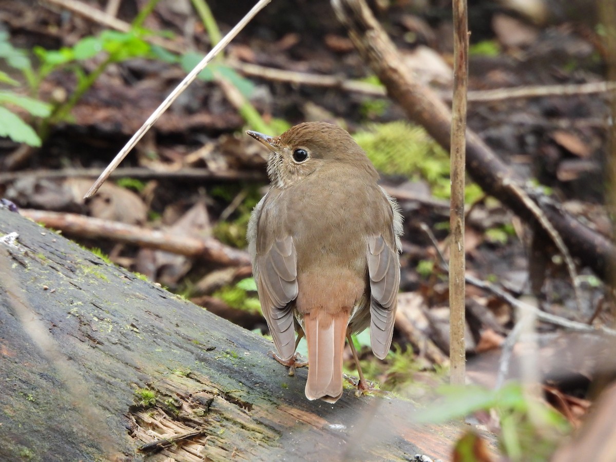 Hermit Thrush - ML617101938