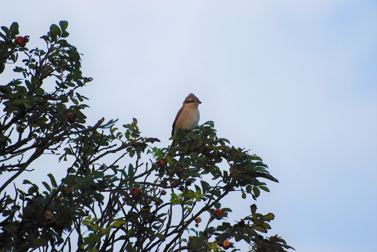 Isabelline Shrike - Ryan Irvine