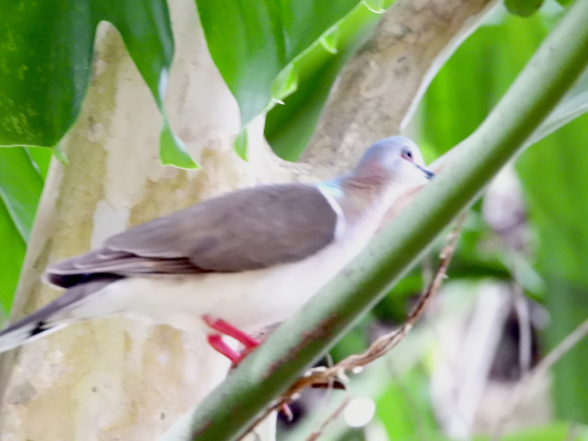 Caribbean Dove - ML617101941