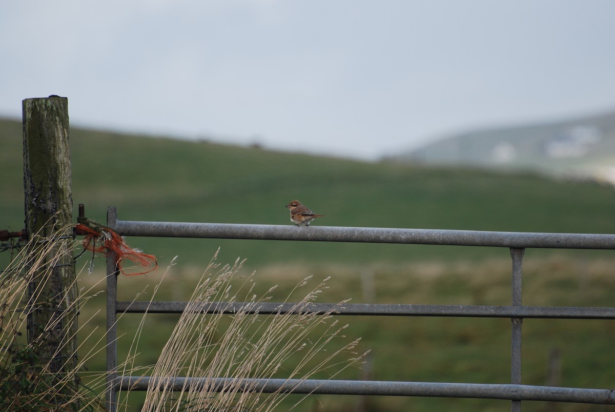 Isabelline Shrike - Ryan Irvine