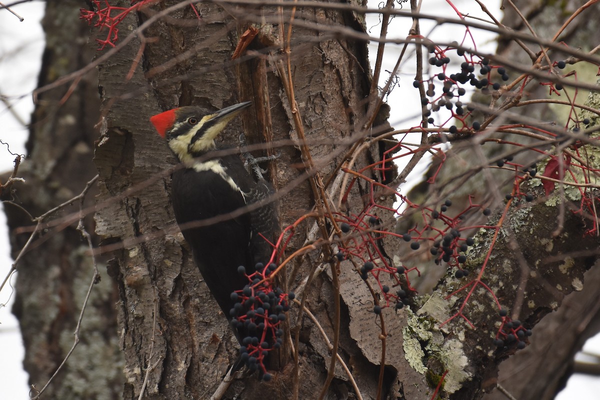 Pileated Woodpecker - ML617102006