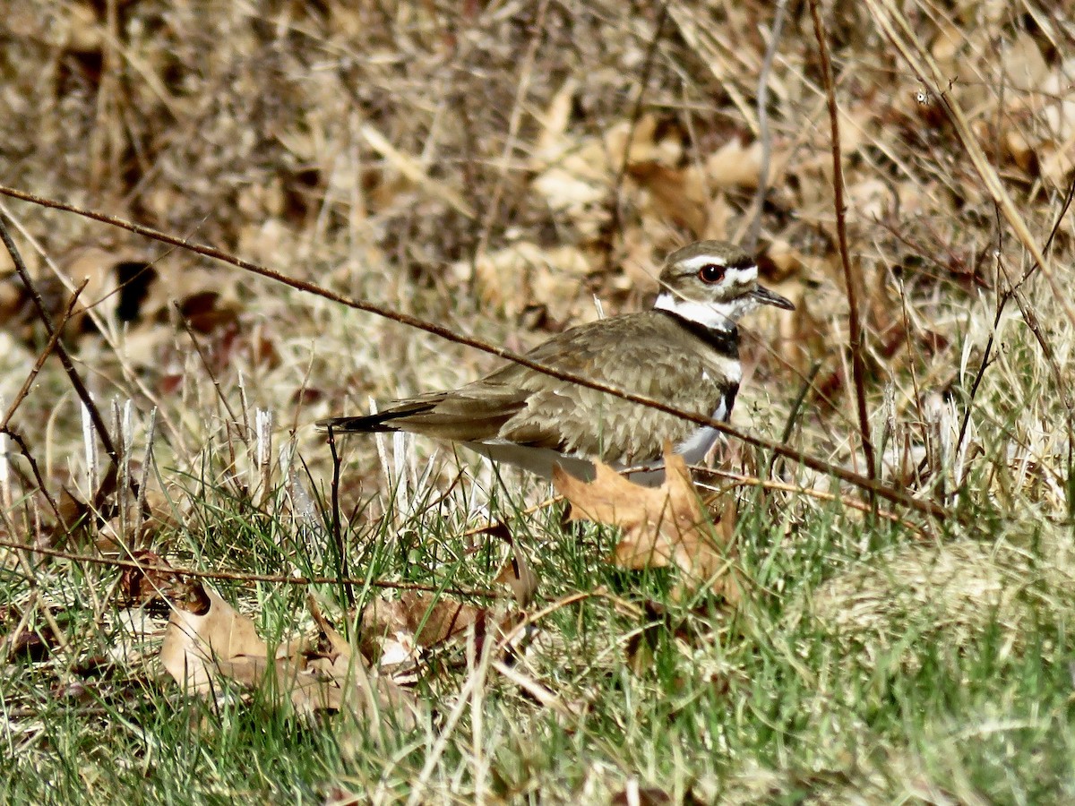 Killdeer - ML617102022