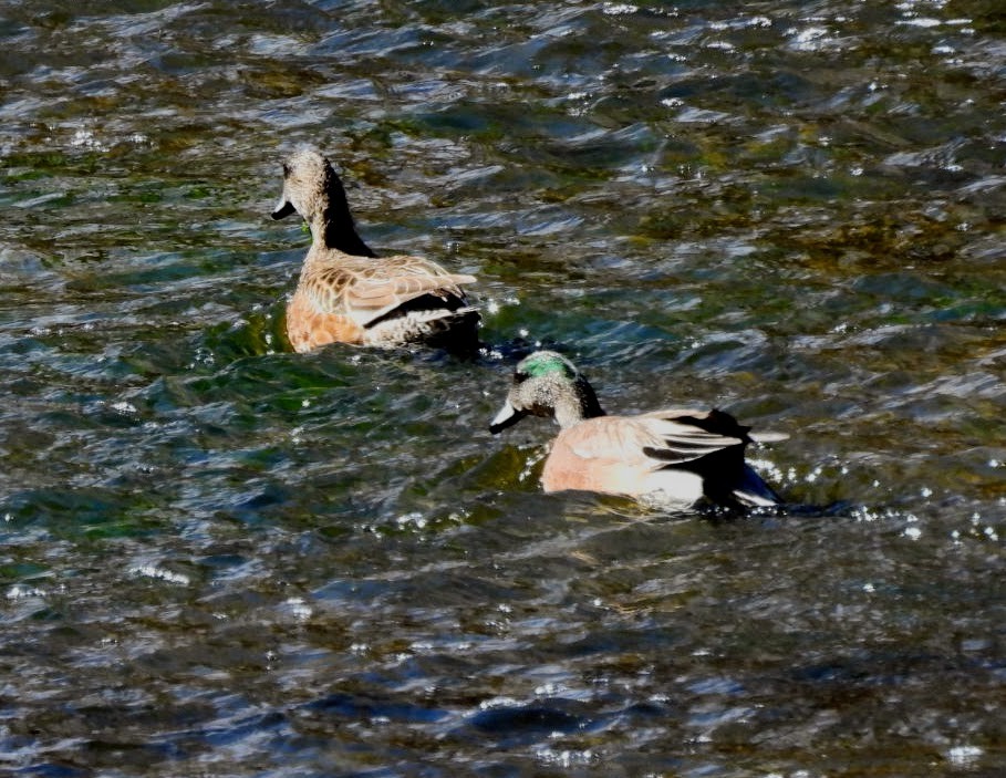 American Wigeon - ML617102027