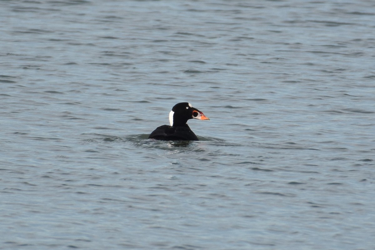 Surf Scoter - ML617102122