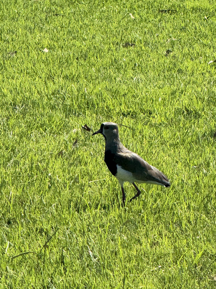 Southern Lapwing - ML617102185