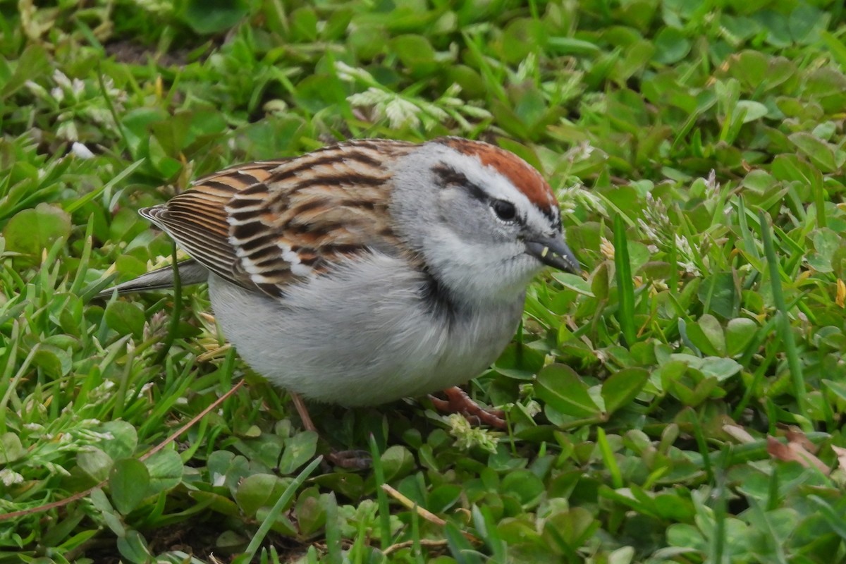 Chipping Sparrow - ML617102404