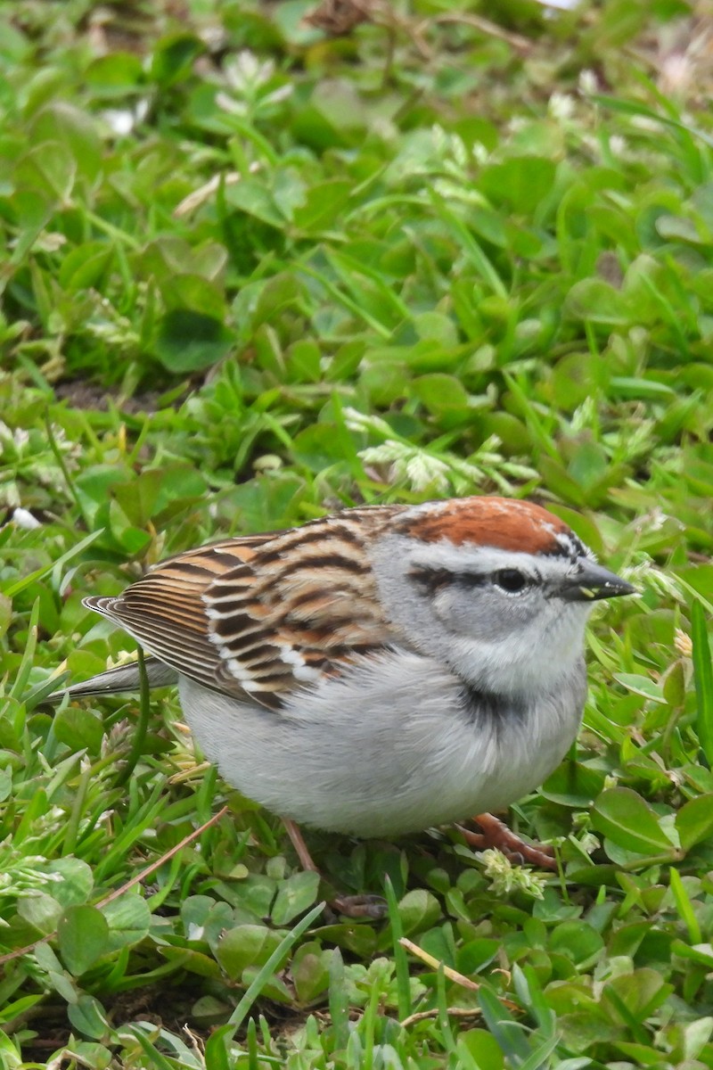 Chipping Sparrow - ML617102405