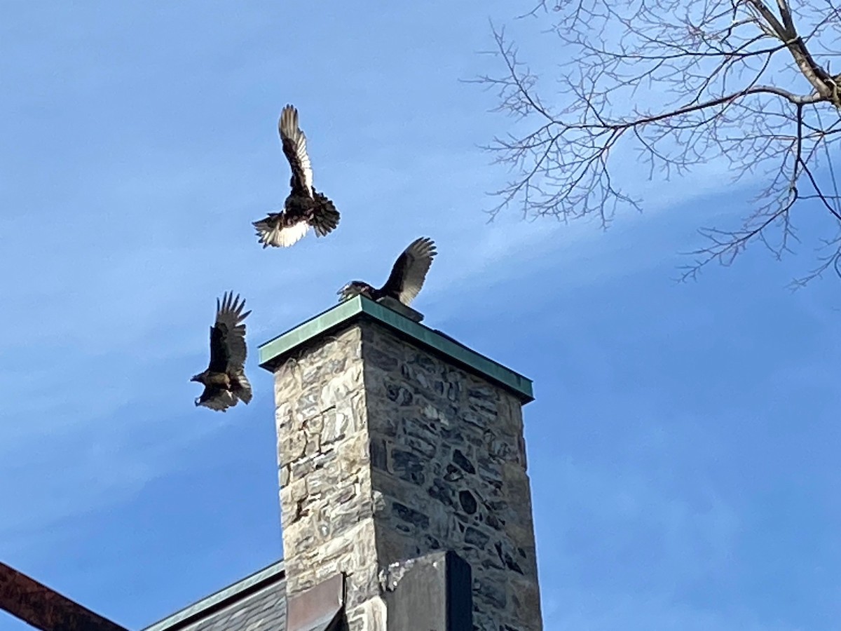 Turkey Vulture - ML617102446