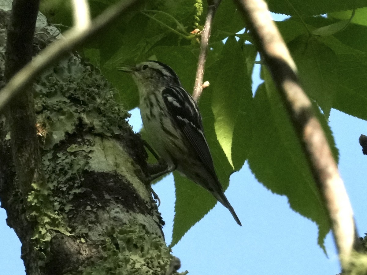Black-and-white Warbler - ML617102453