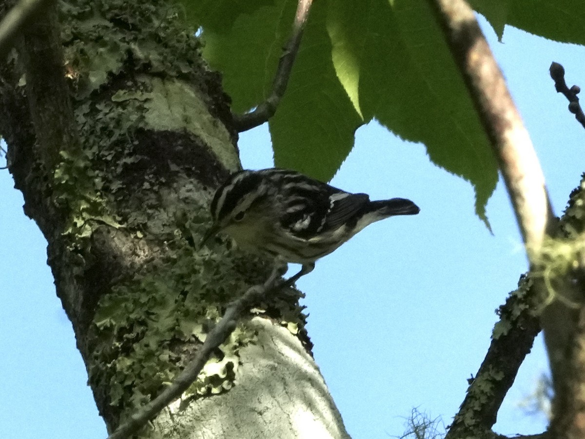 Black-and-white Warbler - ML617102454