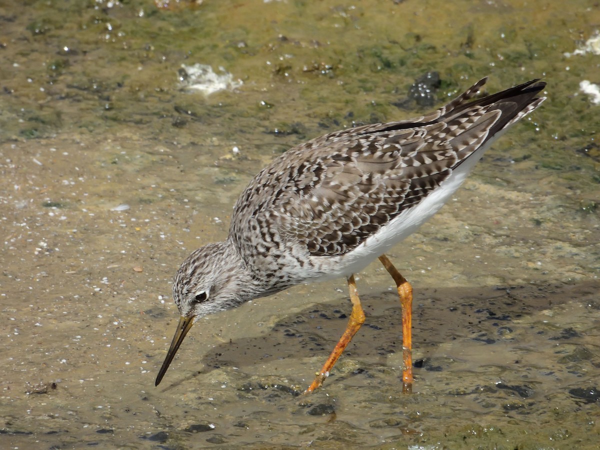 Lesser Yellowlegs - ML617102456