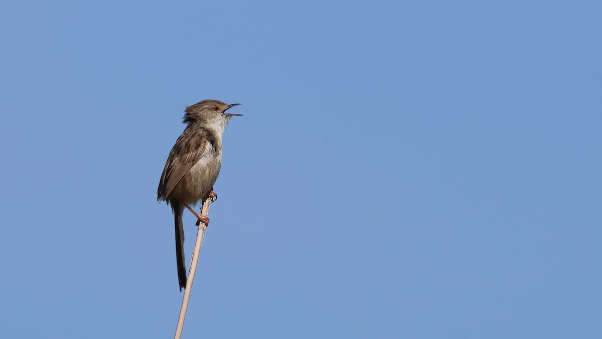 prinie jihoasijská - ML617102524