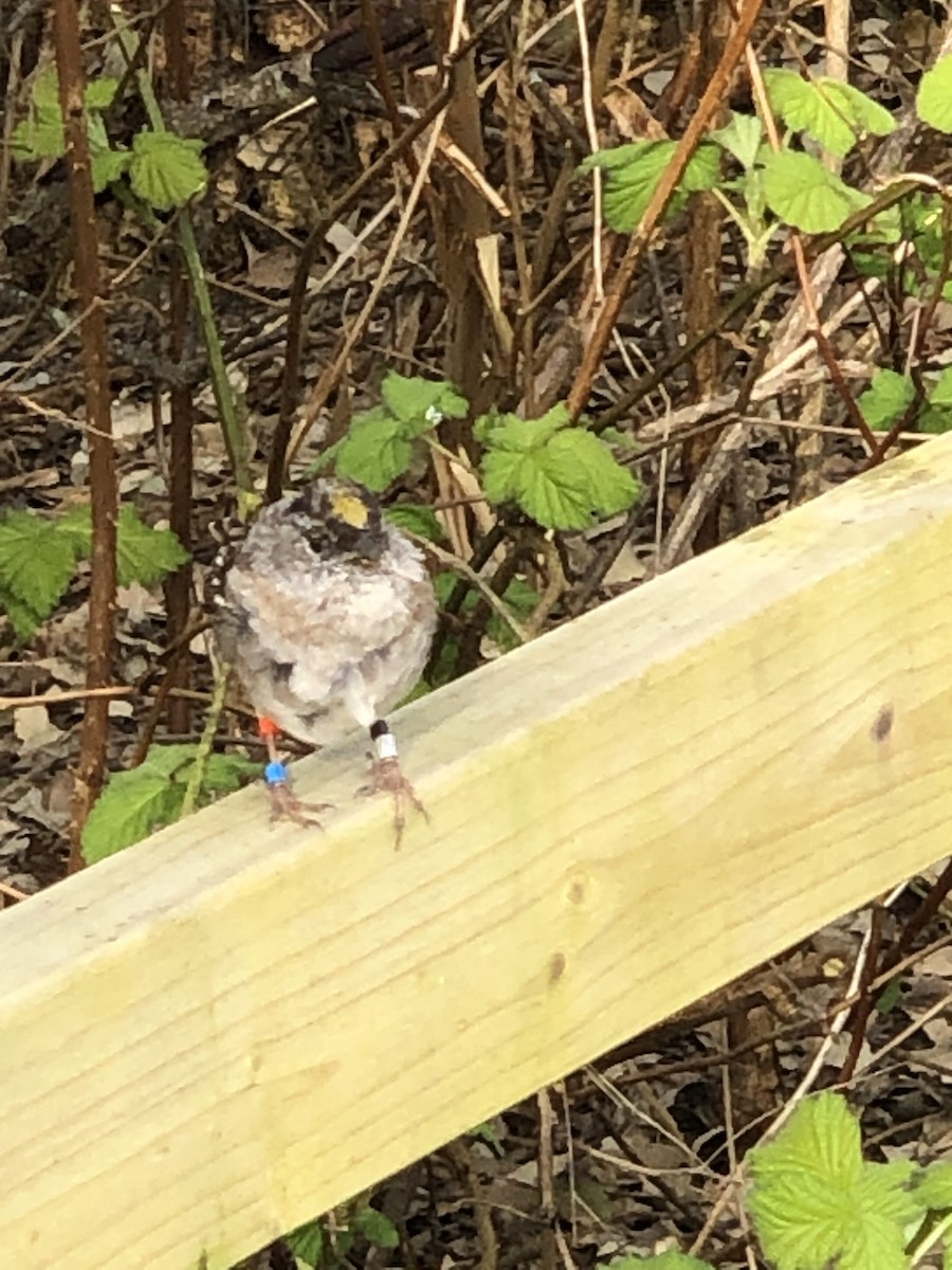 Golden-crowned Sparrow - ML617102580