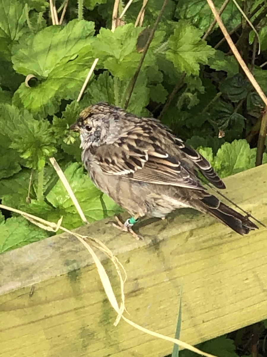Golden-crowned Sparrow - ML617102581