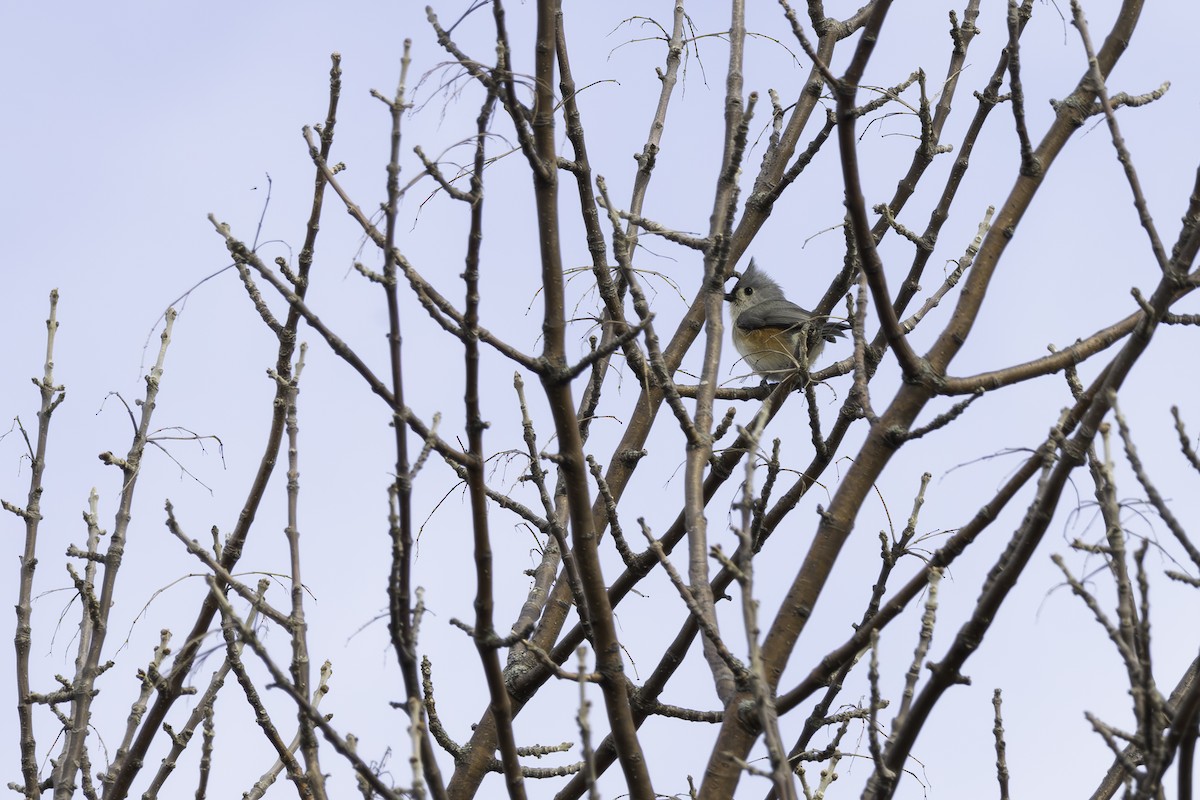 Tufted Titmouse - Paul Jones