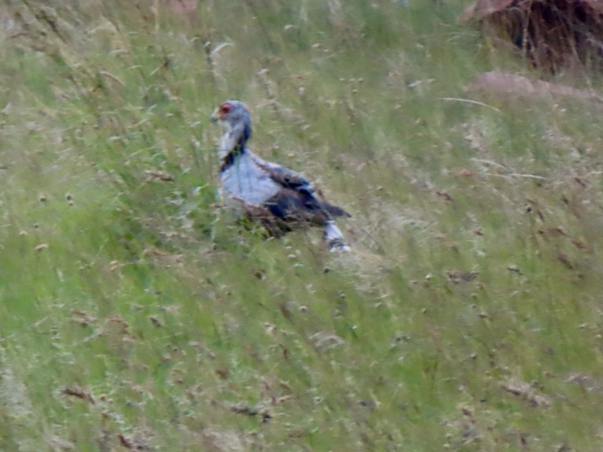 Secretarybird - Patricia Ayres