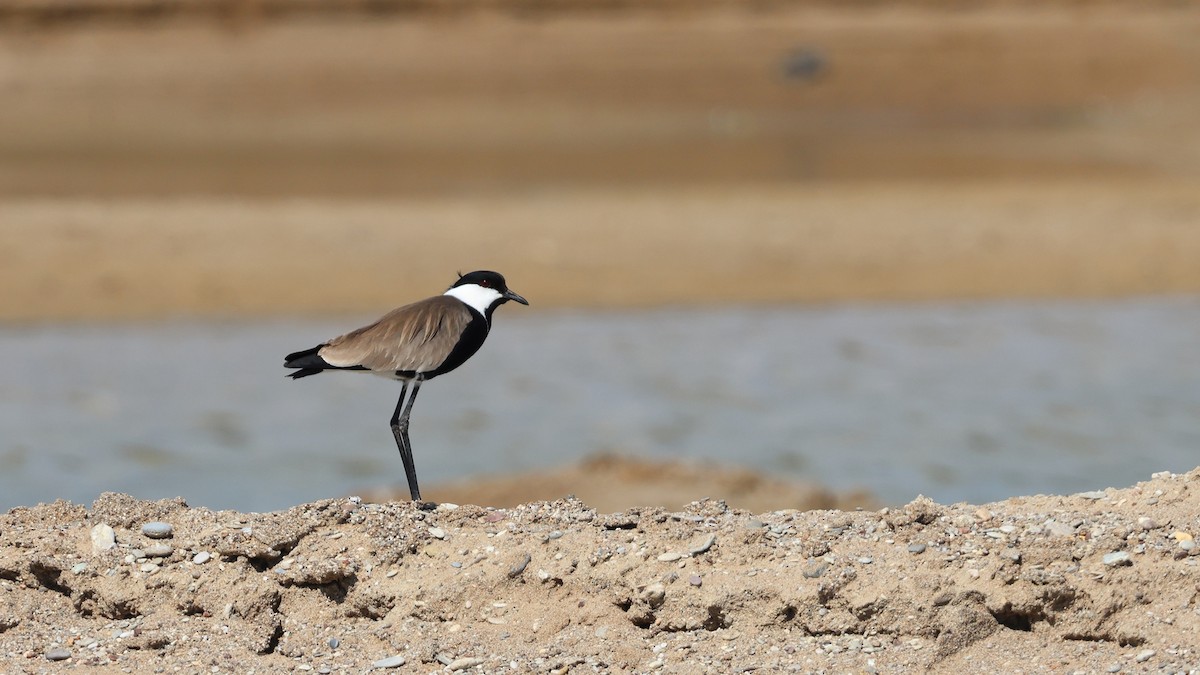 Spur-winged Lapwing - Tuncer Tozsin