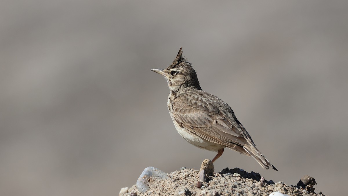 chocholouš obecný - ML617102650
