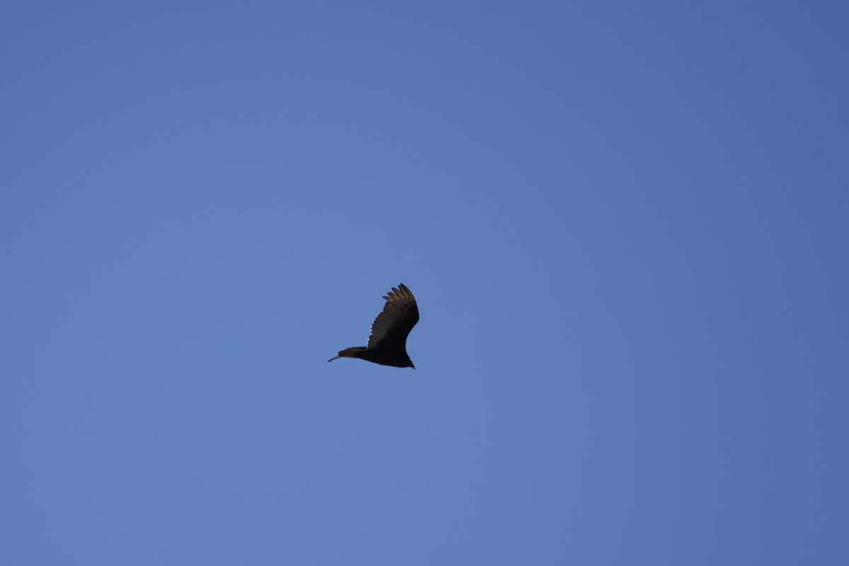 Turkey Vulture - ML617102652