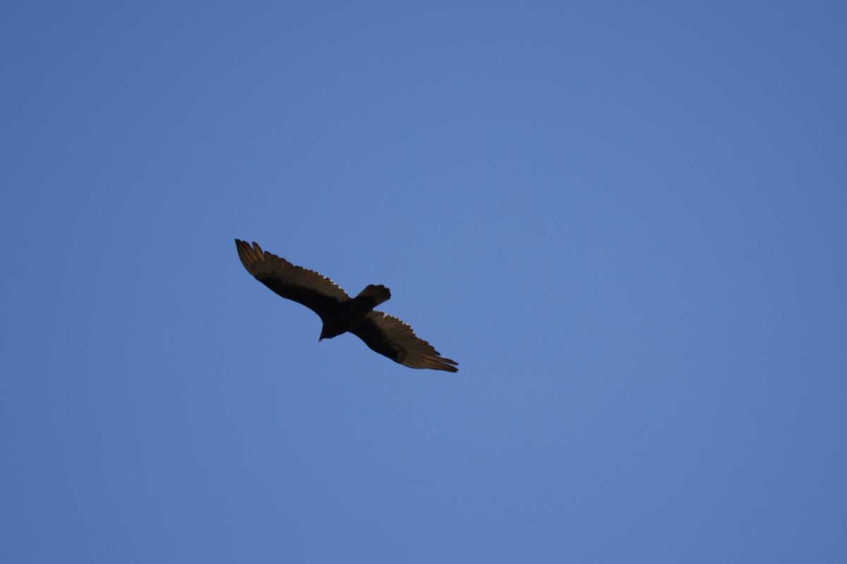 Turkey Vulture - Larry Therrien