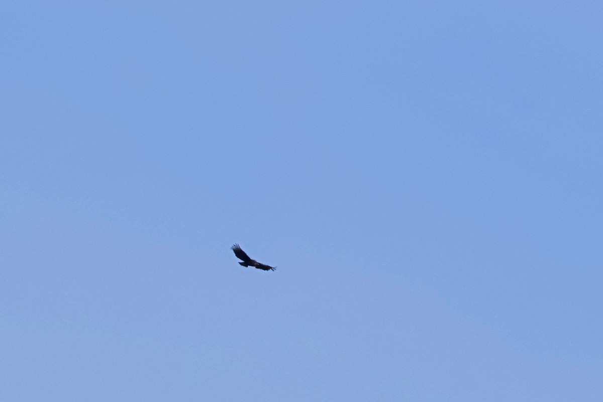 Black Vulture - ML617102657