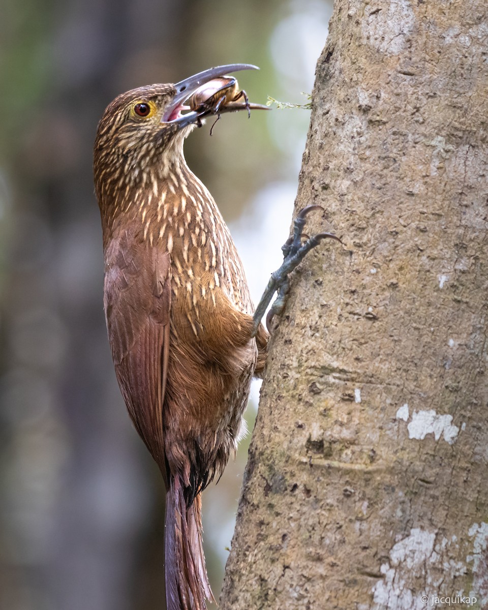 Strong-billed Woodcreeper - ML617102663