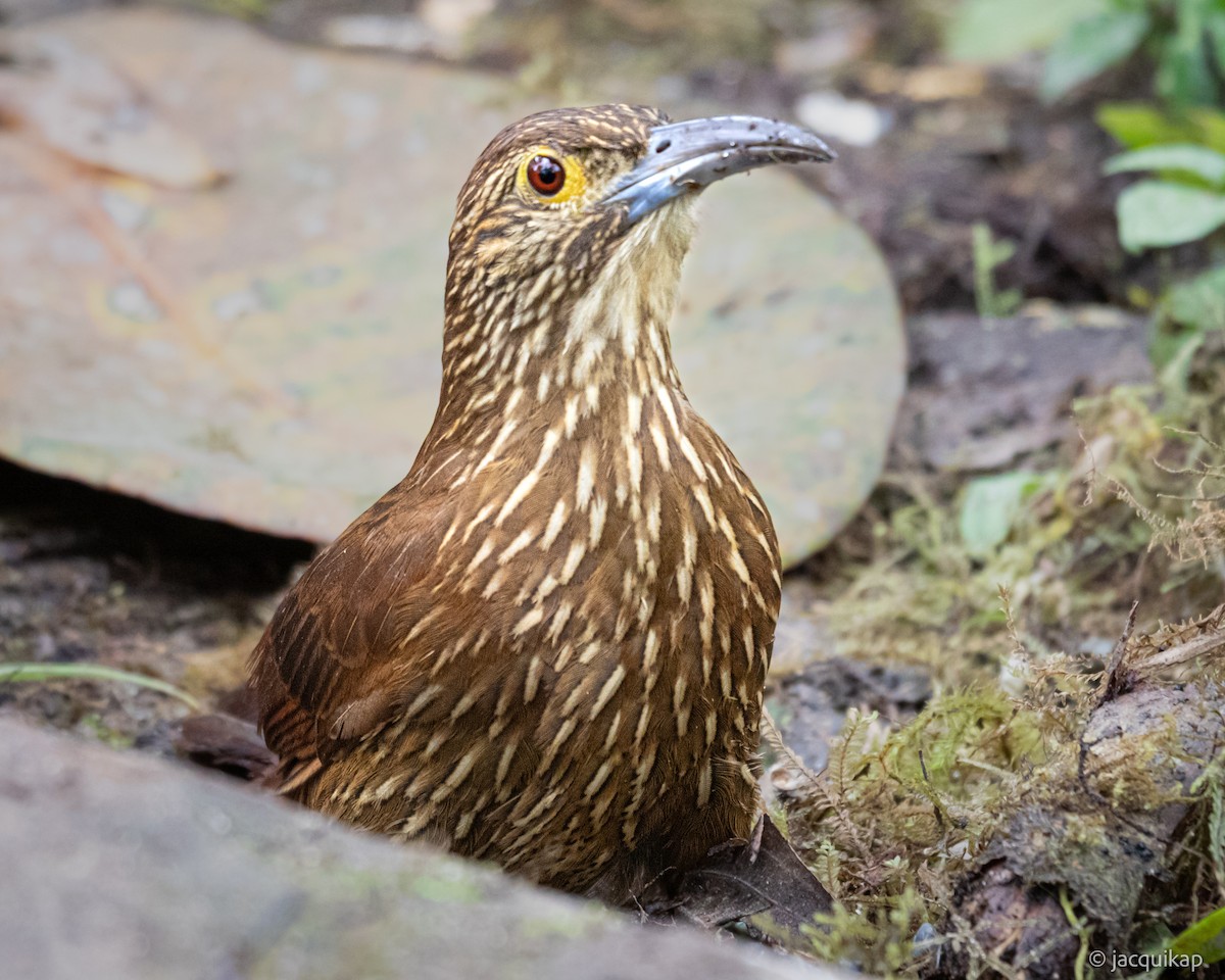 Strong-billed Woodcreeper - ML617102664