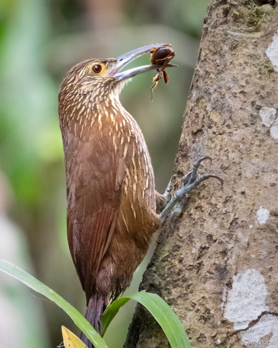 Strong-billed Woodcreeper - ML617102665