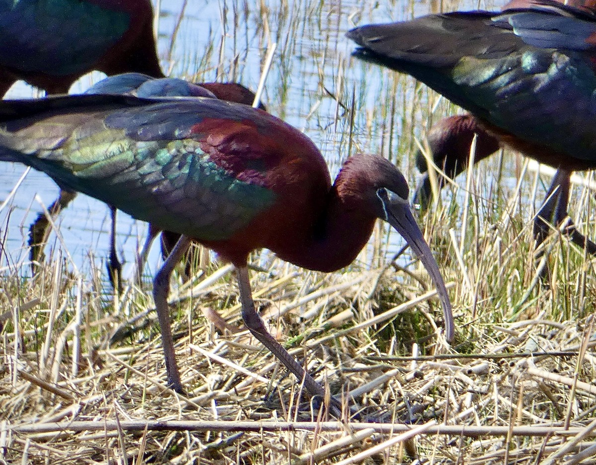 Glossy Ibis - Anthony Albrecht