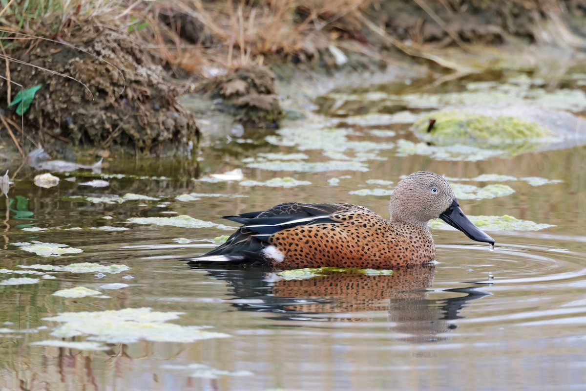 Red Shoveler - ML617102740