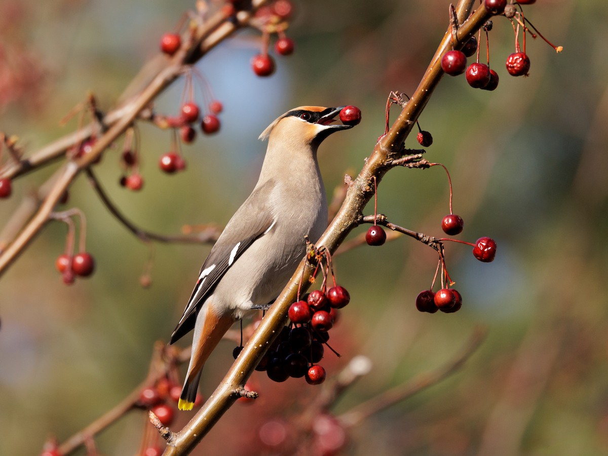 Bohemian Waxwing - ML617102785