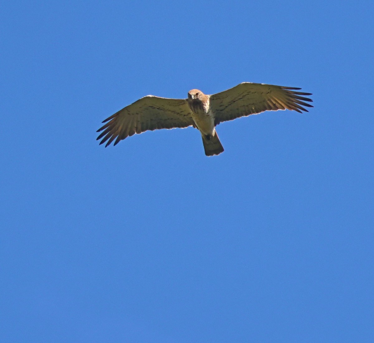 Short-toed Snake-Eagle - ML617102803