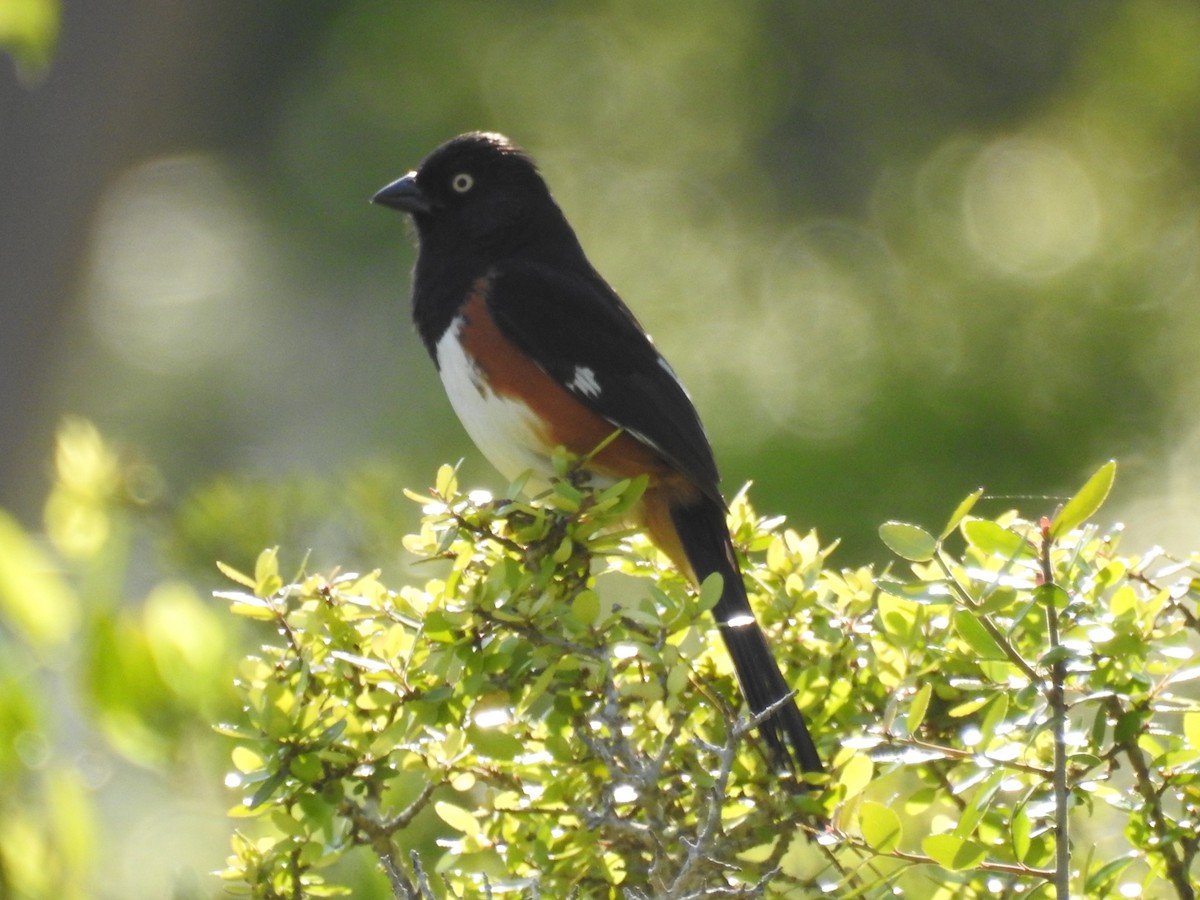 Eastern Towhee - ML617102829